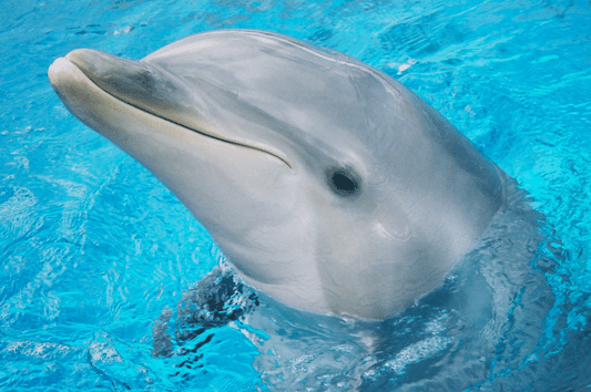 Le jeu piscine du mercredi : Le Dauphin Glouton