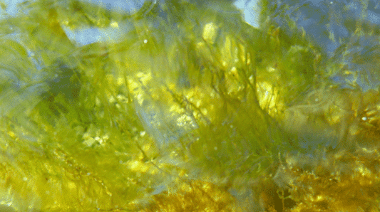 SOS : Algues jaunes dans ma piscine, que faire ?