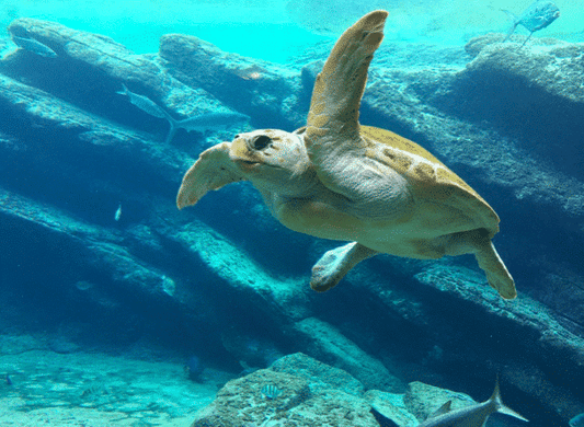 Le jeu piscine du mercredi : Les tortues