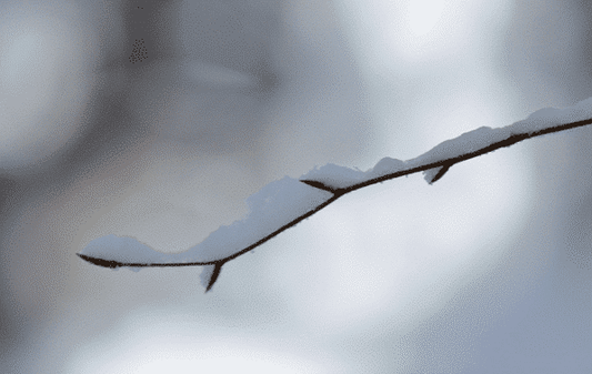 Tout savoir sur l’hivernage actif